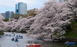 日本賞櫻,東京賞櫻,日本賞櫻時間,東京櫻花2022,日本賞櫻行程,東京櫻花時間,東京賞櫻行程規劃,東京賞櫻時間,東京自由行,日本自由行行程,東京自由行住宿,東京 一人 自由行,東京三日遊