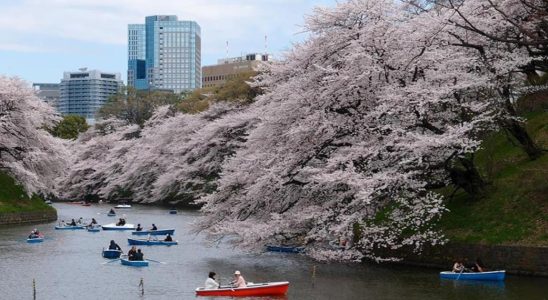 日本賞櫻,東京賞櫻,日本賞櫻時間,東京櫻花2022,日本賞櫻行程,東京櫻花時間,東京賞櫻行程規劃,東京賞櫻時間,東京自由行,日本自由行行程,東京自由行住宿,東京 一人 自由行,東京三日遊