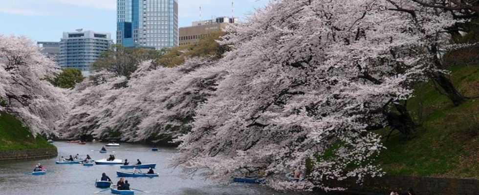 日本賞櫻,東京賞櫻,日本賞櫻時間,東京櫻花2022,日本賞櫻行程,東京櫻花時間,東京賞櫻行程規劃,東京賞櫻時間,東京自由行,日本自由行行程,東京自由行住宿,東京 一人 自由行,東京三日遊