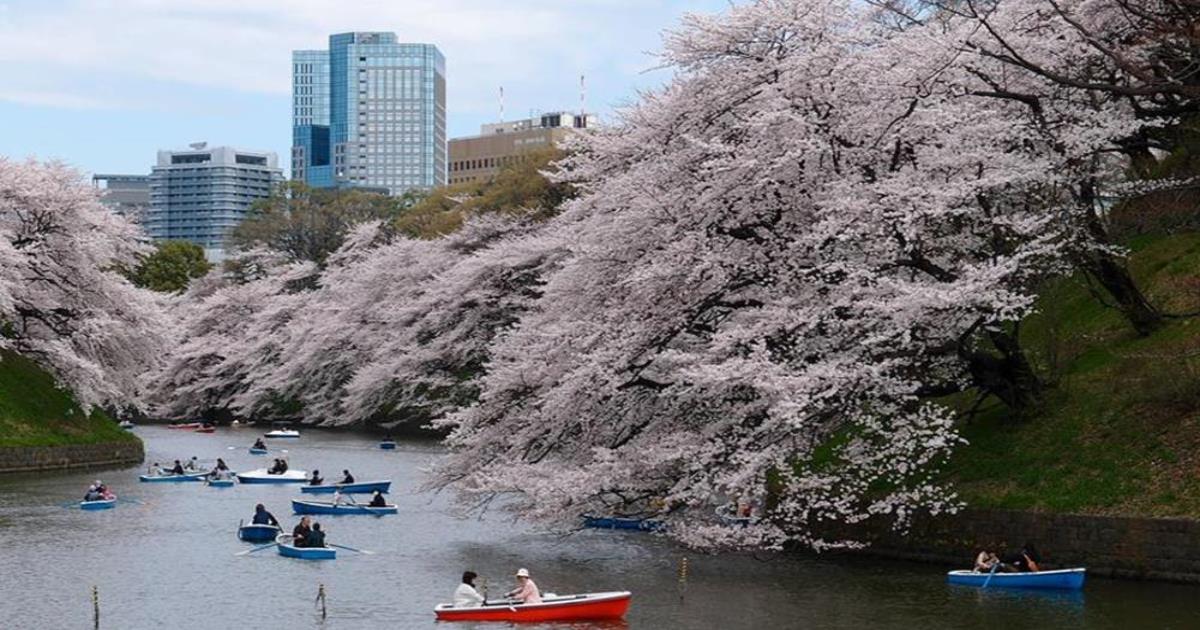 日本賞櫻,東京賞櫻,日本賞櫻時間,東京櫻花2022,日本賞櫻行程,東京櫻花時間,東京賞櫻行程規劃,東京賞櫻時間,東京自由行,日本自由行行程,東京自由行住宿,東京 一人 自由行,東京三日遊