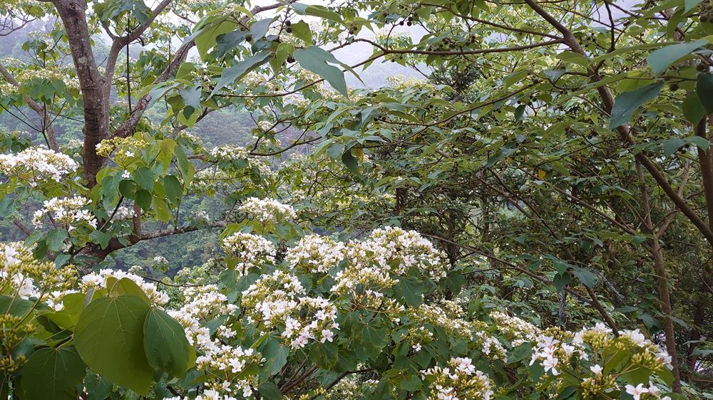 南庄山行寄野民宿,山行寄野,山行玫瑰,,山行玫瑰景觀咖啡廳,苗栗民宿推薦,苗栗南莊住宿,苗栗民宿,苗栗民宿包棟,苗栗特色民宿,苗栗民宿villa,苗栗親子民宿,苗栗森林民宿,南庄民宿,南庄小木屋民宿,苗栗南庄民宿推薦,山行寄野房型,山行寄野房價,山行寄野價位,桐花,油桐花,客家桐花祭住宿,苗栗桐花季民宿,苗栗油桐花季