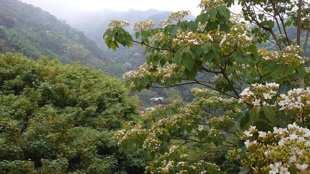 南庄山行寄野民宿,山行寄野,山行玫瑰,,山行玫瑰景觀咖啡廳,苗栗民宿推薦,苗栗南莊住宿,苗栗民宿,苗栗民宿包棟,苗栗特色民宿,苗栗民宿villa,苗栗親子民宿,苗栗森林民宿,南庄民宿,南庄小木屋民宿,苗栗南庄民宿推薦,山行寄野房型,山行寄野房價,山行寄野價位,桐花,油桐花,客家桐花祭住宿,苗栗桐花季民宿,苗栗油桐花季