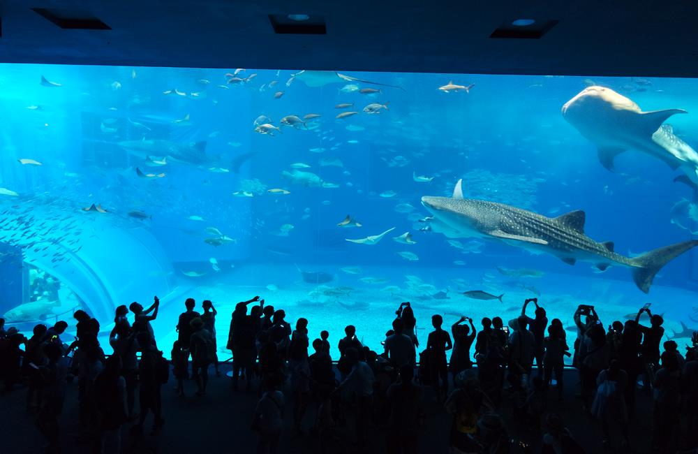 沖繩美麗海水族館,沖繩水族館,沖繩美麗海水族館門票,沖繩景點,沖繩美麗海水族館鯨鯊,沖繩美麗海水族館交通,沖繩美麗海水族館英文, 沖繩美麗海水族館地址,沖繩,沖繩自由行