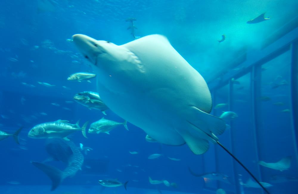 沖繩美麗海水族館,沖繩水族館,沖繩美麗海水族館門票,沖繩景點,沖繩美麗海水族館鯨鯊,沖繩美麗海水族館交通,沖繩美麗海水族館英文, 沖繩美麗海水族館地址,沖繩,沖繩自由行