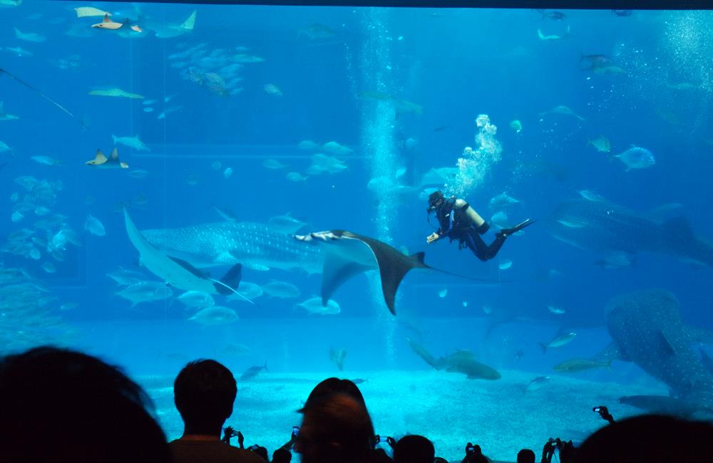 沖繩美麗海水族館,沖繩水族館,沖繩美麗海水族館門票,沖繩景點,沖繩美麗海水族館鯨鯊,沖繩美麗海水族館交通,沖繩美麗海水族館英文, 沖繩美麗海水族館地址,沖繩,沖繩自由行