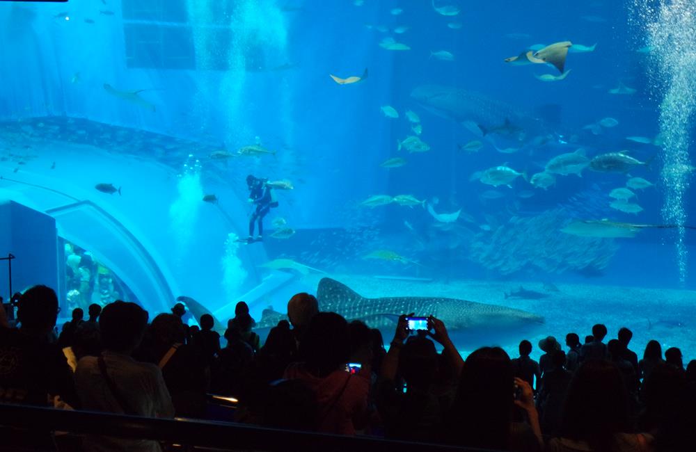 沖繩美麗海水族館,沖繩水族館,沖繩美麗海水族館門票,沖繩景點,沖繩美麗海水族館鯨鯊,沖繩美麗海水族館交通,沖繩美麗海水族館英文, 沖繩美麗海水族館地址,沖繩,沖繩自由行