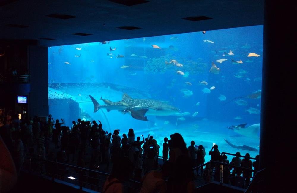 沖繩美麗海水族館,沖繩水族館,沖繩美麗海水族館門票,沖繩景點,沖繩美麗海水族館鯨鯊,沖繩美麗海水族館交通,沖繩美麗海水族館英文, 沖繩美麗海水族館地址,沖繩,沖繩自由行