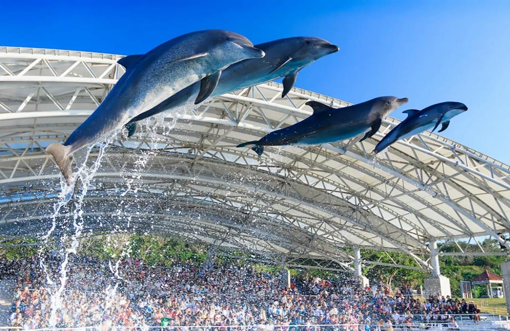 沖繩美麗海水族館,沖繩水族館,沖繩美麗海水族館門票,沖繩景點,沖繩美麗海水族館鯨鯊,沖繩美麗海水族館交通,沖繩美麗海水族館英文, 沖繩美麗海水族館地址,沖繩,沖繩自由行