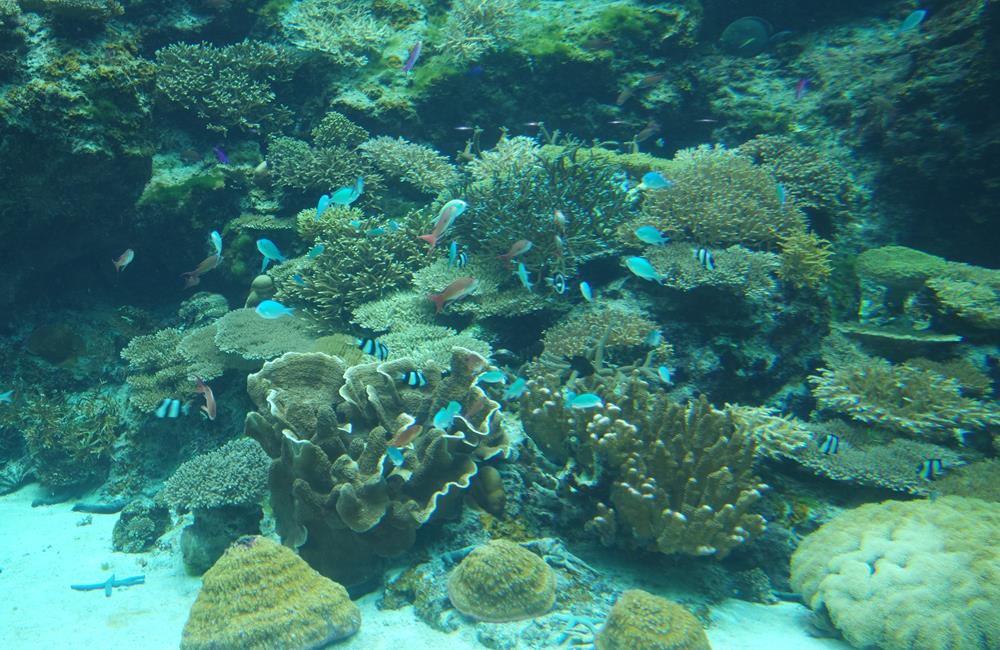 沖繩美麗海水族館,沖繩水族館,沖繩美麗海水族館門票,沖繩景點,沖繩美麗海水族館鯨鯊,沖繩美麗海水族館交通,沖繩美麗海水族館英文, 沖繩美麗海水族館地址,沖繩,沖繩自由行