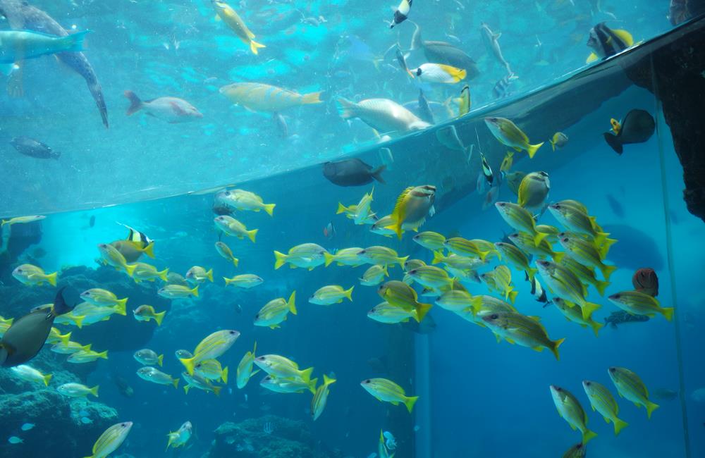 沖繩美麗海水族館,沖繩水族館,沖繩美麗海水族館門票,沖繩景點,沖繩美麗海水族館鯨鯊,沖繩美麗海水族館交通,沖繩美麗海水族館英文, 沖繩美麗海水族館地址,沖繩,沖繩自由行