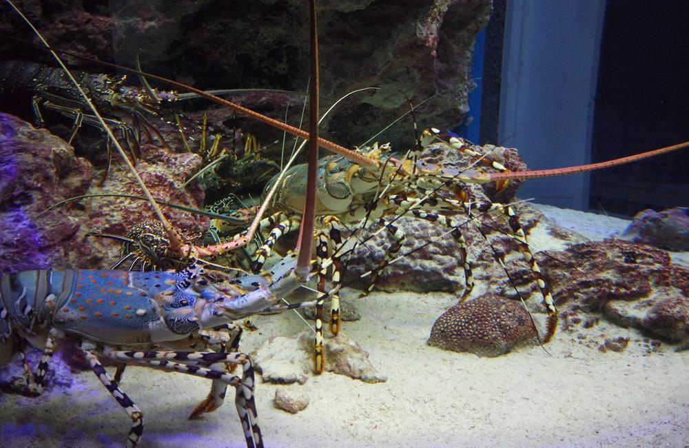 沖繩美麗海水族館,沖繩水族館,沖繩美麗海水族館門票,沖繩景點,沖繩美麗海水族館鯨鯊,沖繩美麗海水族館交通,沖繩美麗海水族館英文, 沖繩美麗海水族館地址,沖繩,沖繩自由行