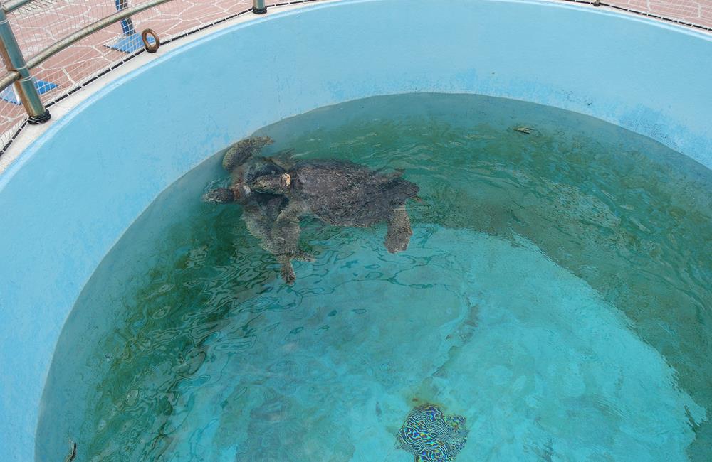 沖繩美麗海水族館,沖繩水族館,沖繩美麗海水族館門票,沖繩景點,沖繩美麗海水族館鯨鯊,沖繩美麗海水族館交通,沖繩美麗海水族館英文, 沖繩美麗海水族館地址,沖繩,沖繩自由行