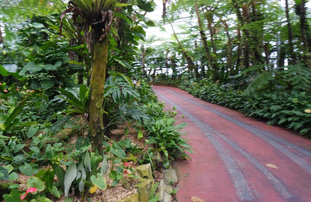 名護鳳梨園,名護鳳梨公園,名護菠蘿園,沖繩,沖繩自由行,沖繩景點