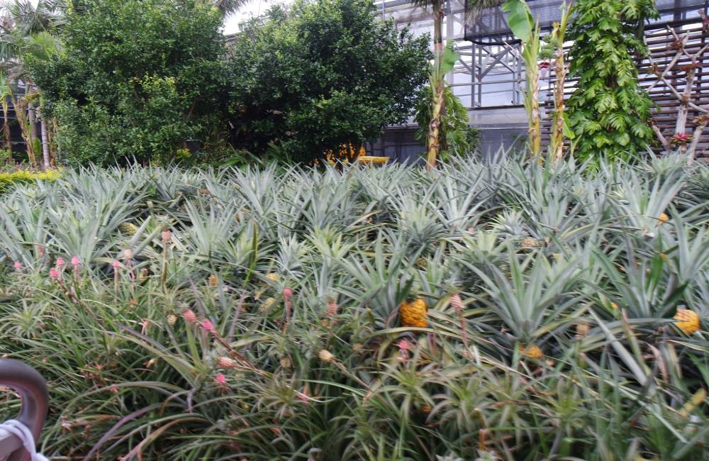 名護鳳梨園,名護鳳梨公園,名護菠蘿園,沖繩,沖繩自由行,沖繩景點