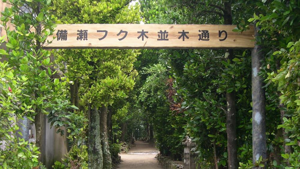 沖繩,備瀨福木林道,沖繩自由行,沖繩自由行不開車,沖繩自駕遊租車,沖繩租車,沖繩景點,沖繩自駕