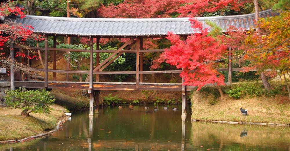 高台寺,高台寺紅葉,高台寺夜楓,高台寺夜景,京都,京都景點,京都自由行,京都特色,京都旅行,京都私房景點,京都遊記,京都神社,京都市,京都一日遊,京都廟宇,日本神社寺廟,京都世界遺產,寺廟,寺廟與神社,嵐山,貴船神社,東福寺,永觀堂,菊乃井