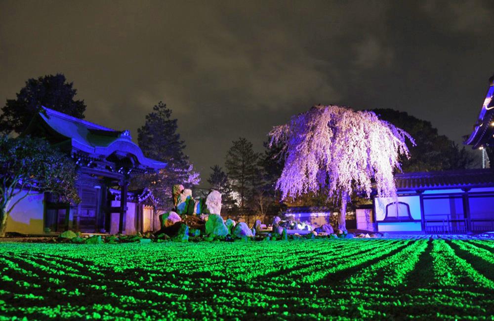 高台寺,高台寺紅葉,高台寺夜楓,高台寺夜景,京都,京都景點,京都自由行,京都特色,京都旅行,京都私房景點,京都遊記,京都神社,京都市,京都一日遊,京都廟宇,日本神社寺廟,京都世界遺產,寺廟,寺廟與神社