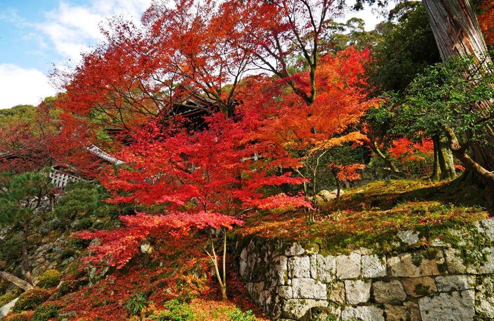 知恩院,知恩院鐘,京都,京都景點,京都自由行,京都特色,京都旅行,京都私房景點,京都遊記,京都神社,京都市,京都一日遊,京都廟宇,日本神社寺廟,京都世界遺產,寺廟,寺廟與神社,西本願寺,南禪寺