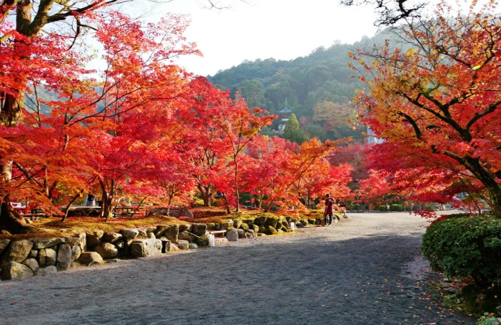 永觀堂,永觀堂楓葉,永觀堂官網,永觀堂阿彌陀佛,永觀堂紅葉,永觀堂交通,京都,京都景點,京都自由行,京都特色,京都旅行,京都私房景點,京都遊記,京都神社,京都市,京都一日遊,京都廟宇,日本神社寺廟,京都世界遺產,寺廟,寺廟與神社