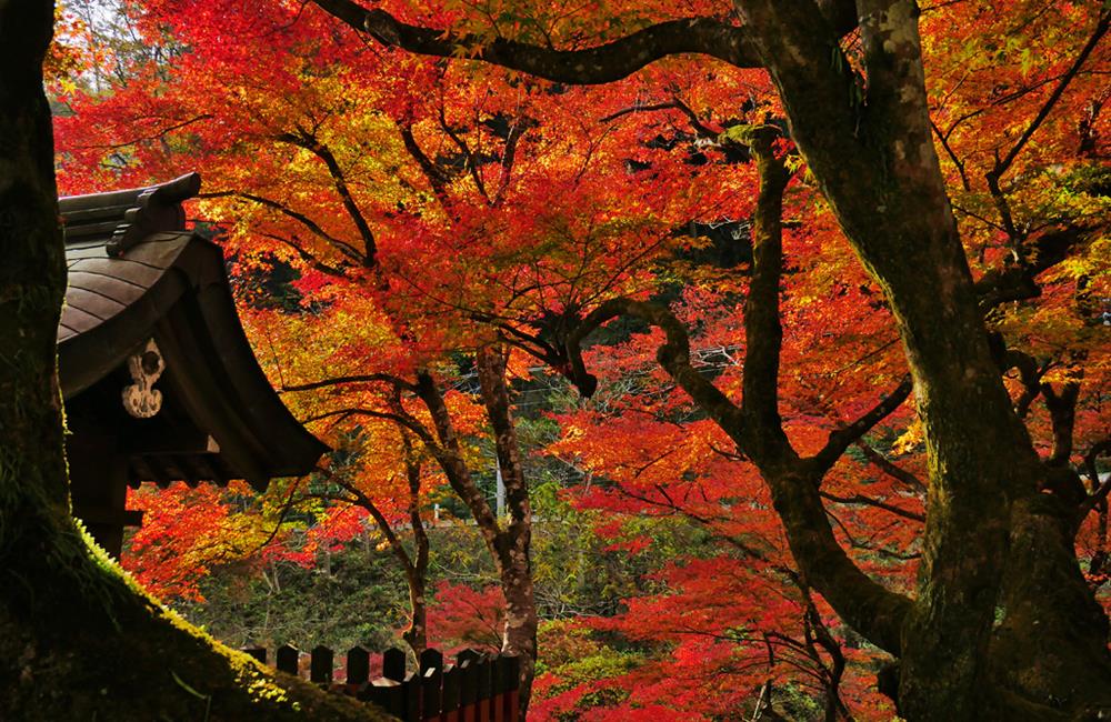 貴船神社,高台寺,上賀茂神社,賀茂別雷神社,貴船神社傳說,貴船神社官網,京都,京都景點,京都自由行,京都特色,京都旅行,京都私房景點,京都遊記,京都神社,京都市,京都一日遊,京都廟宇,日本神社寺廟,京都世界遺產,寺廟,寺廟與神社