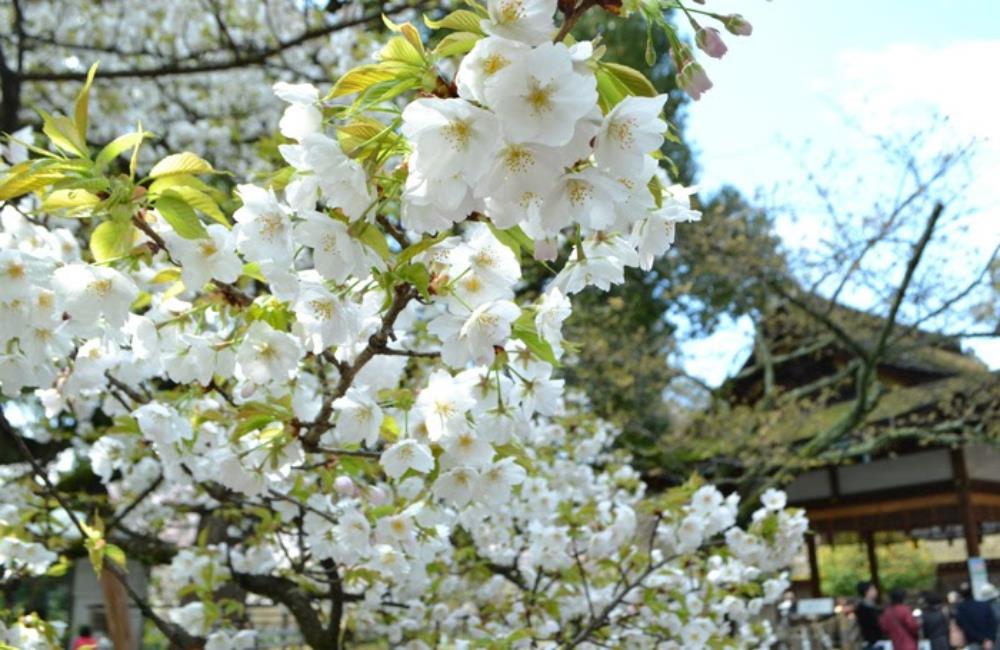 平野神社,金閣寺,平野神社,京都,京都景點,京都自由行,京都神社,京都廟宇,日本神社寺廟,京都世界遺產,寺廟,寺廟與神社,日本三大神宮,京都一日遊,京都特色,京都旅行,京都私房景點