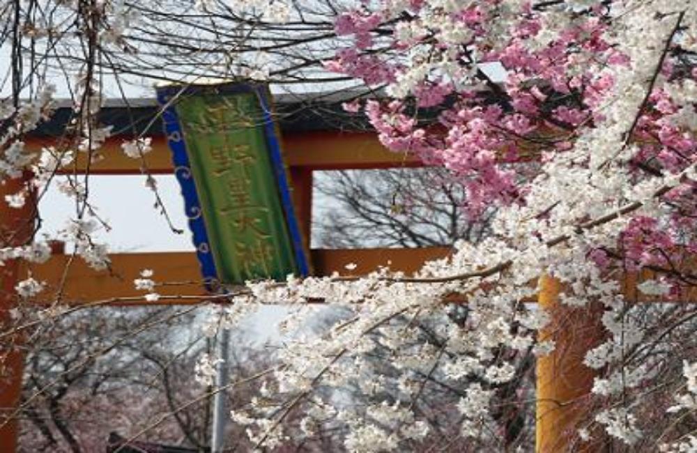 平野神社,金閣寺,平野神社,京都,京都景點,京都自由行,京都神社,京都廟宇,日本神社寺廟,京都世界遺產,寺廟,寺廟與神社,日本三大神宮,京都一日遊,京都特色,京都旅行,京都私房景點