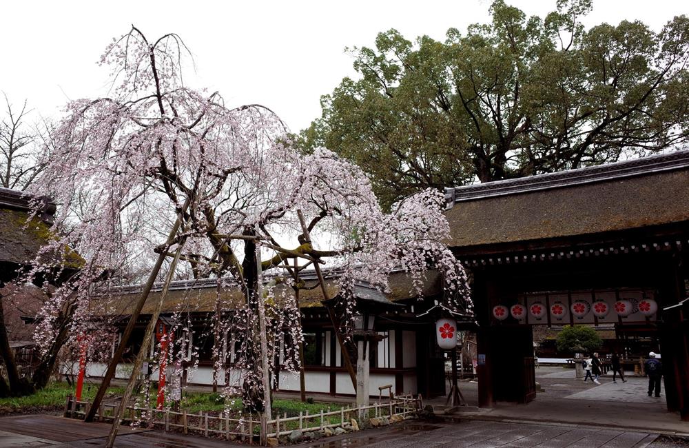 平野神社,金閣寺,平野神社,京都,京都景點,京都自由行,京都神社,京都廟宇,日本神社寺廟,京都世界遺產,寺廟,寺廟與神社,日本三大神宮,京都一日遊,京都特色,京都旅行,京都私房景點