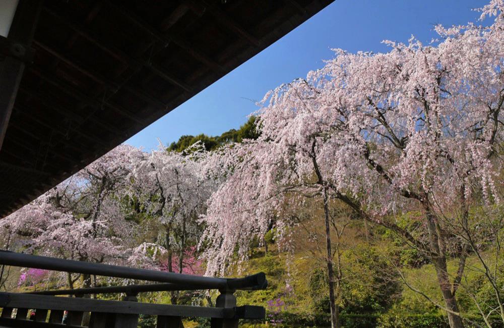 嵐山,嵐山渡月橋,嵐山竹林,嵐山日本,嵐山交通,嵐山紅葉,天龍寺,天龍寺門票,天龍寺天龍八部,天龍寺紅葉,京都,京都景點,京都自由行,京都神社,京都廟宇,日本神社寺廟,京都世界遺產,寺廟,寺廟與神社,日本三大神宮,京都一日遊,京都特色,京都旅行,京都私房景點