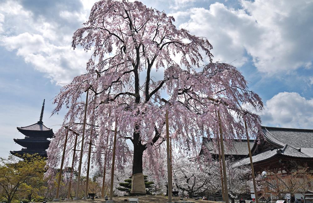 東寺,東寺五重塔,東寺市集,東寺 櫻花,京都,京都景點,京都自由行,京都神社,京都廟宇,日本神社寺廟,京都世界遺產,寺廟,寺廟與神社,日本三大神宮,京都一日遊,京都特色,京都旅行,京都私房景點