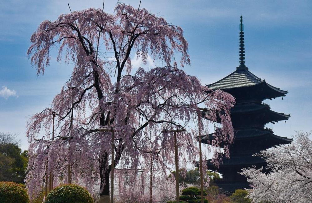 東寺,東寺五重塔,東寺市集,東寺 櫻花,京都,京都景點,京都自由行,京都神社,京都廟宇,日本神社寺廟,京都世界遺產,寺廟,寺廟與神社,日本三大神宮,京都一日遊,京都特色,京都旅行,京都私房景點