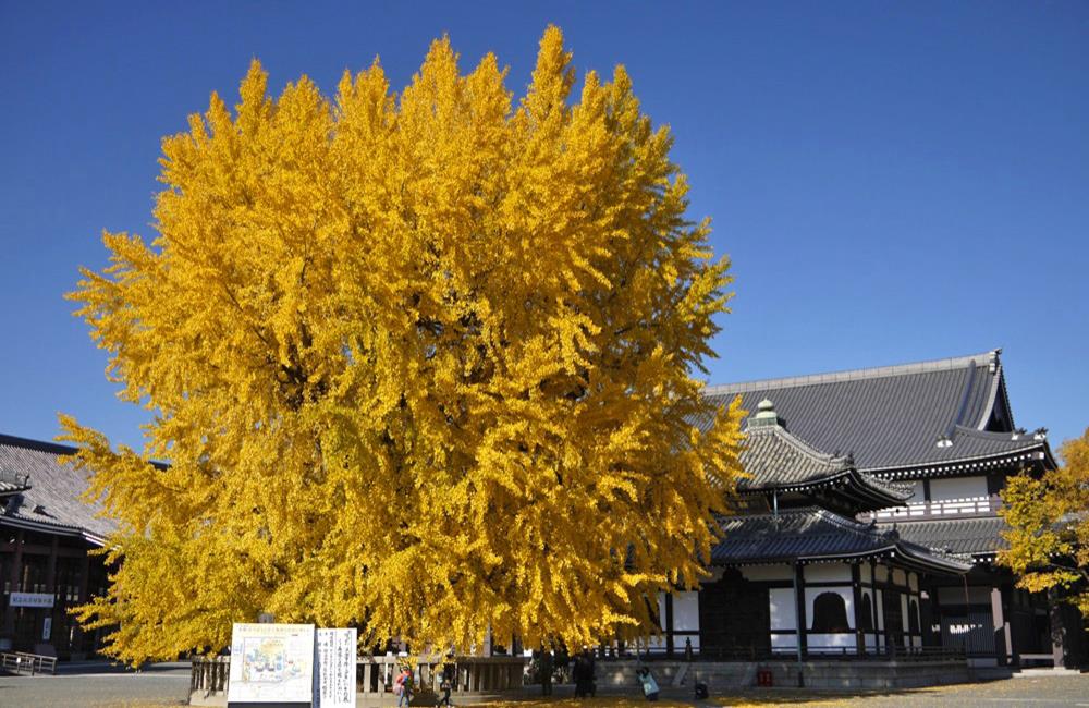 西本願寺,西本願寺京都,西本願寺日本,吹水銀杏,西本願寺銀杏,西本願寺官網,京都,京都景點,京都自由行,京都神社,京都廟宇,日本神社寺廟,京都世界遺產,寺廟,寺廟與神社,日本三大神宮,京都一日遊,京都特色,京都旅行,京都私房景點