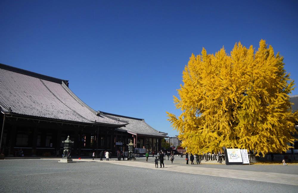 西本願寺,西本願寺京都,西本願寺日本,吹水銀杏,西本願寺銀杏,西本願寺官網,京都,京都景點,京都自由行,京都神社,京都廟宇,日本神社寺廟,京都世界遺產,寺廟,寺廟與神社,日本三大神宮,京都一日遊,京都特色,京都旅行,京都私房景點