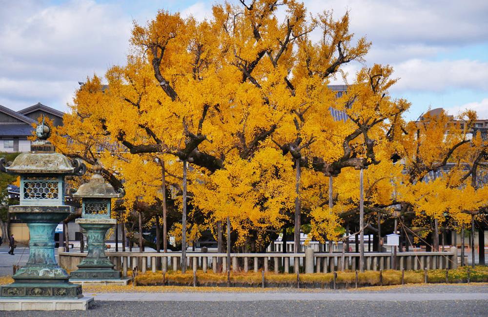 西本願寺,西本願寺京都,西本願寺日本,吹水銀杏,西本願寺銀杏,西本願寺官網,京都,京都景點,京都自由行,京都神社,京都廟宇,日本神社寺廟,京都世界遺產,寺廟,寺廟與神社,日本三大神宮,京都一日遊,京都特色,京都旅行,京都私房景點