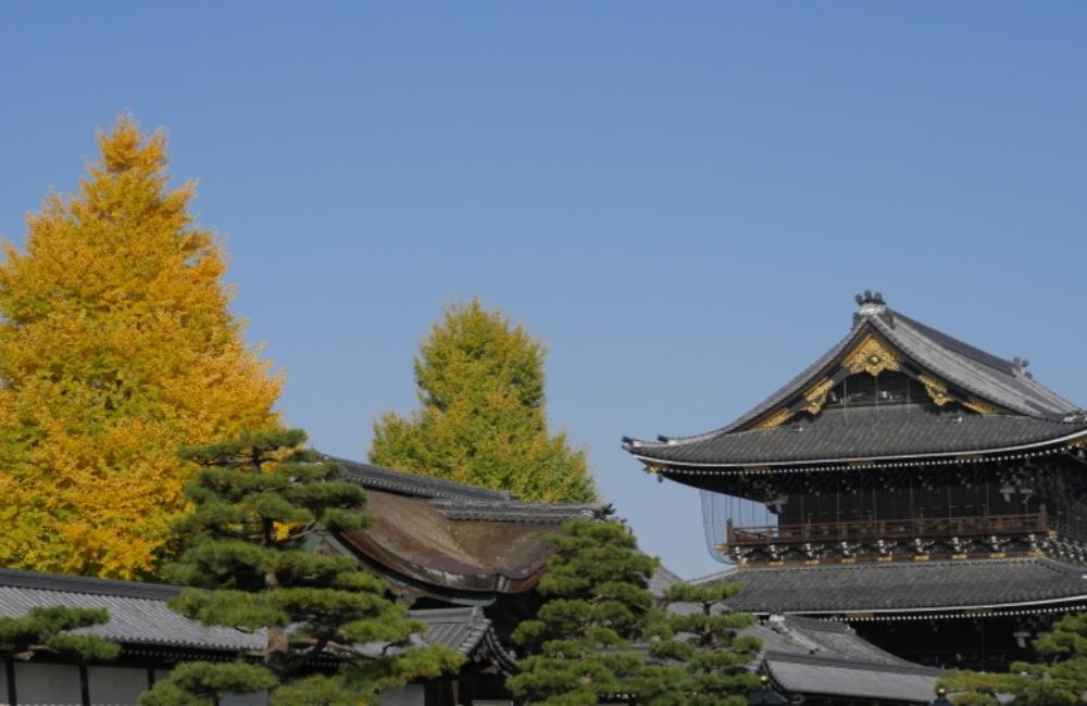 東本願寺,東本願寺西本願寺,東本願寺京都,東本願寺銀杏,京都,京都景點,京都自由行,京都神社,京都廟宇,日本神社寺廟,京都世界遺產,寺廟,寺廟與神社,日本三大神宮,京都一日遊,京都特色,京都旅行,京都私房景點