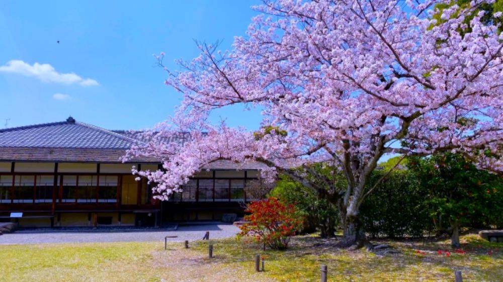 東本願寺,東本願寺西本願寺,東本願寺京都,東本願寺銀杏,京都,京都景點,京都自由行,京都神社,京都廟宇,日本神社寺廟,京都世界遺產,寺廟,寺廟與神社,日本三大神宮,京都一日遊,京都特色,京都旅行,京都私房景點