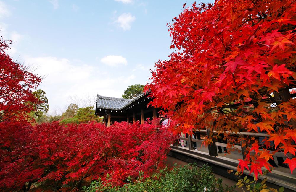 東福寺,東福寺楓葉,東福寺通天橋,東福寺站,京都紅葉,東福寺紅葉,東福寺門票,東福寺交通,東福寺官網,京都,京都景點,京都自由行,京都神社,京都廟宇,日本神社寺廟,京都世界遺產,寺廟,寺廟與神社,日本三大神宮,京都一日遊,京都特色,京都旅行,京都私房景點