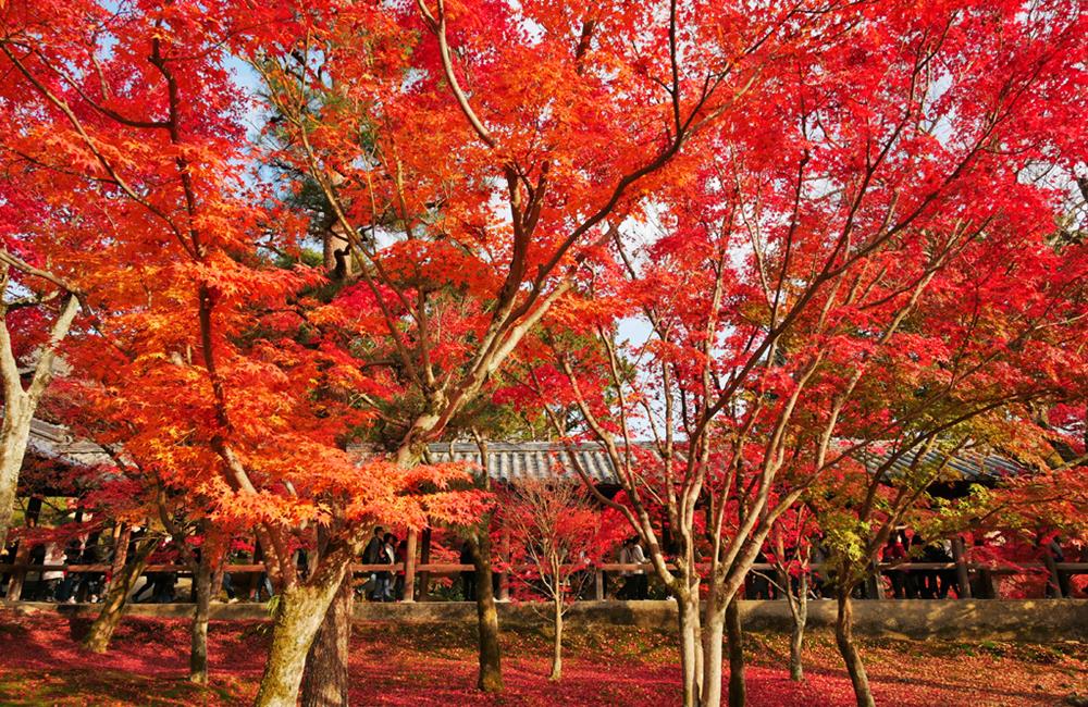 東福寺,東福寺楓葉,東福寺通天橋,東福寺站,京都紅葉,東福寺紅葉,東福寺門票,東福寺交通,東福寺官網,京都,京都景點,京都自由行,京都神社,京都廟宇,日本神社寺廟,京都世界遺產,寺廟,寺廟與神社,日本三大神宮,京都一日遊,京都特色,京都旅行,京都私房景點