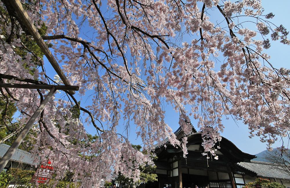 醍醐寺,醍醐寺櫻花,醍醐寺紅葉,醍醐寺楓葉,醍醐寺官網,上 醍醐 寺,醍醐寺交通,京都,京都景點,京都自由行,京都神社,京都廟宇,日本神社寺廟,京都世界遺產,寺廟,寺廟與神社,日本三大神宮,京都一日遊,京都特色,京都旅行,京都私房景點