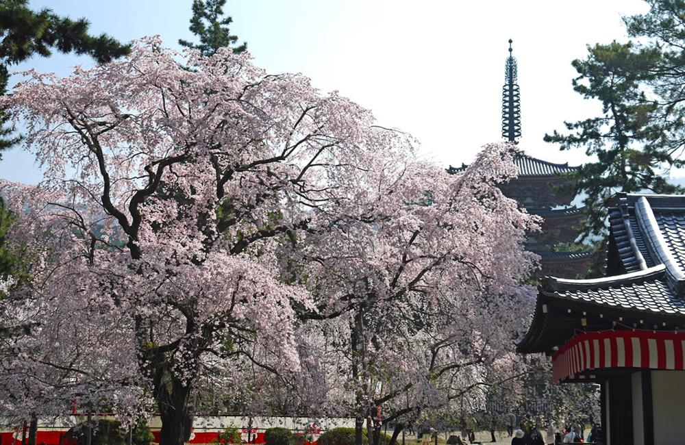 醍醐寺,醍醐寺櫻花,醍醐寺紅葉,醍醐寺楓葉,醍醐寺官網,上 醍醐 寺,醍醐寺交通,京都,京都景點,京都自由行,京都神社,京都廟宇,日本神社寺廟,京都世界遺產,寺廟,寺廟與神社,日本三大神宮,京都一日遊,京都特色,京都旅行,京都私房景點