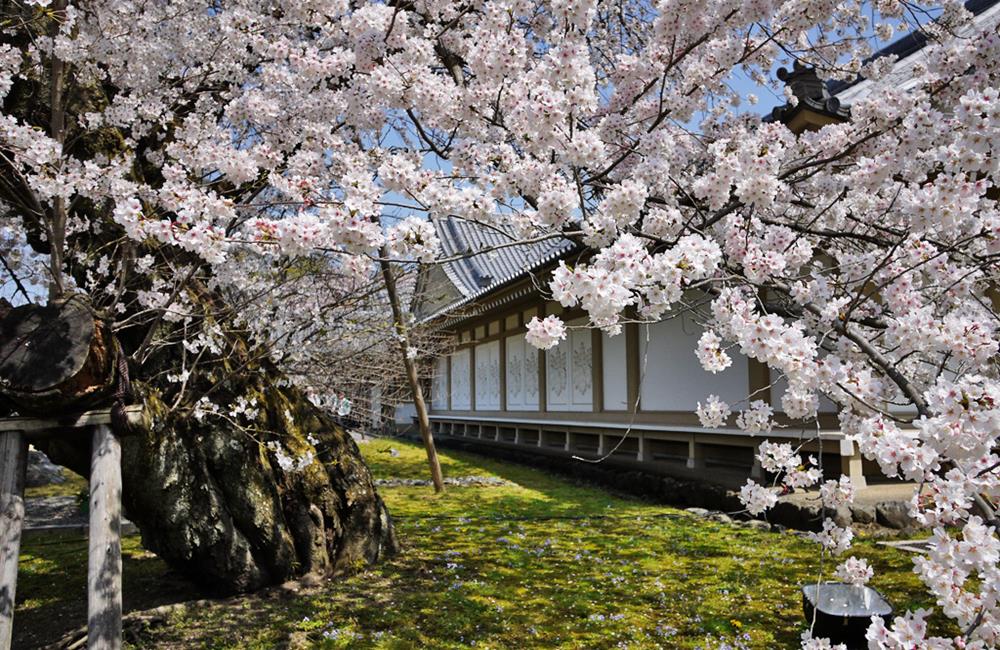 醍醐寺,醍醐寺櫻花,醍醐寺紅葉,醍醐寺楓葉,醍醐寺官網,上 醍醐 寺,醍醐寺交通,京都,京都景點,京都自由行,京都神社,京都廟宇,日本神社寺廟,京都世界遺產,寺廟,寺廟與神社,日本三大神宮,京都一日遊,京都特色,京都旅行,京都私房景點