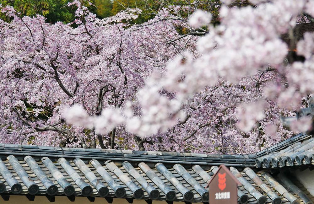 醍醐寺,醍醐寺櫻花,醍醐寺紅葉,醍醐寺楓葉,醍醐寺官網,上 醍醐 寺,醍醐寺交通,京都,京都景點,京都自由行,京都神社,京都廟宇,日本神社寺廟,京都世界遺產,寺廟,寺廟與神社,日本三大神宮,京都一日遊,京都特色,京都旅行,京都私房景點