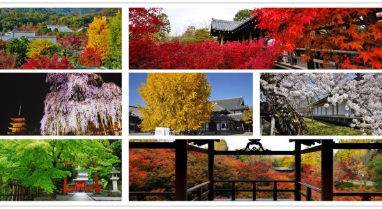 金閣寺,鹿苑寺,平野神社,北野天滿宮,天龍寺,東寺,西本願寺,東本願寺,東福寺,三十三間堂,蓮華王院,伏見稻荷大社.醍醐寺,京都,京都景點,京都自由行,京都神社,京都廟宇,日本神社寺廟,京都世界遺產,寺廟,寺廟與神社,日本三大神宮,京都一日遊,京都特色,京都旅行,京都私房景點