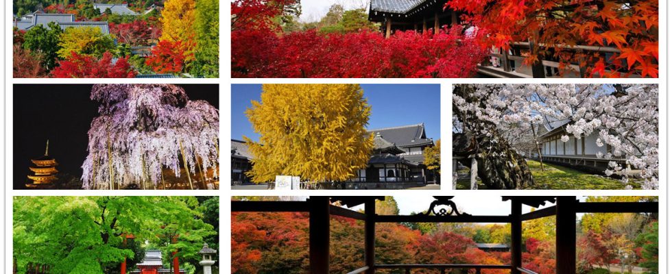 金閣寺,鹿苑寺,平野神社,北野天滿宮,天龍寺,東寺,西本願寺,東本願寺,東福寺,三十三間堂,蓮華王院,伏見稻荷大社.醍醐寺,京都,京都景點,京都自由行,京都神社,京都廟宇,日本神社寺廟,京都世界遺產,寺廟,寺廟與神社,日本三大神宮,京都一日遊,京都特色,京都旅行,京都私房景點