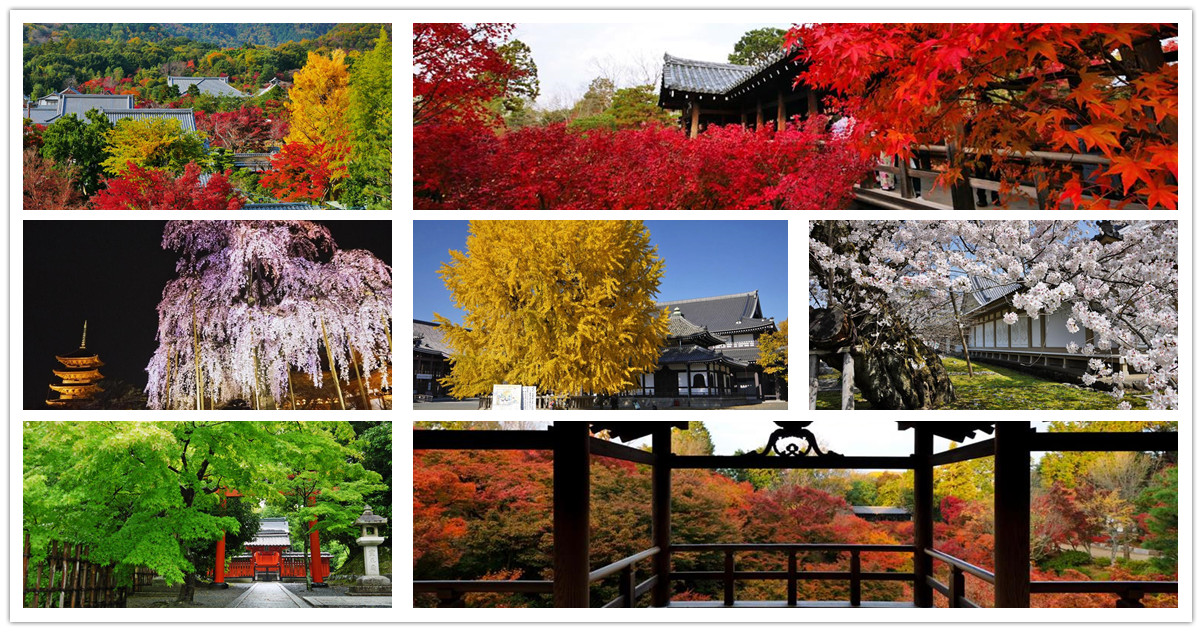 金閣寺,鹿苑寺,平野神社,北野天滿宮,天龍寺,東寺,西本願寺,東本願寺,東福寺,三十三間堂,蓮華王院,伏見稻荷大社.醍醐寺,京都,京都景點,京都自由行,京都神社,京都廟宇,日本神社寺廟,京都世界遺產,寺廟,寺廟與神社,日本三大神宮,京都一日遊,京都特色,京都旅行,京都私房景點