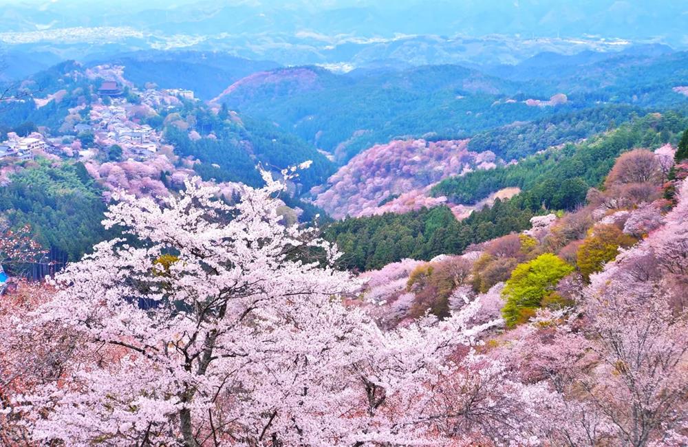 奈良公園,吉野山,奈良,奈良賞櫻,日韓賞櫻推薦,日本賞櫻,日本賞櫻行程,日本賞櫻地點,東京賞櫻,日本櫻花,日本櫻花預測,日本賞櫻排名,日本賞櫻野餐,日本櫻花,日本櫻花預測,日本櫻花祭,日本櫻花風景,日本櫻花節