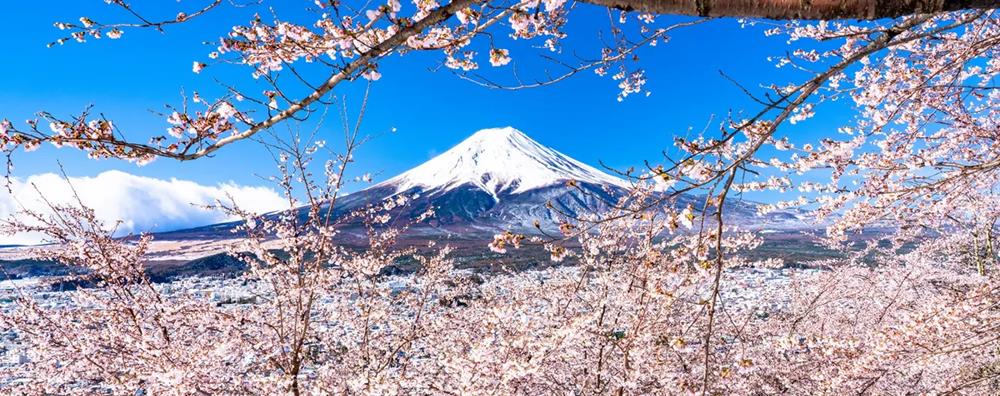 富士山,富士山賞櫻一日遊,日韓賞櫻推薦,日本賞櫻,日本賞櫻行程,日本賞櫻地點,東京賞櫻,日本櫻花,日本櫻花預測,日本賞櫻排名,日本賞櫻野餐,日本櫻花,日本櫻花預測,日本櫻花祭,日本櫻花風景,日本櫻花節