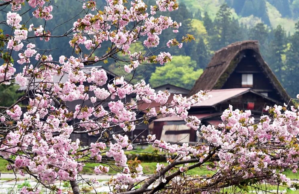 高山市,白川鄉,