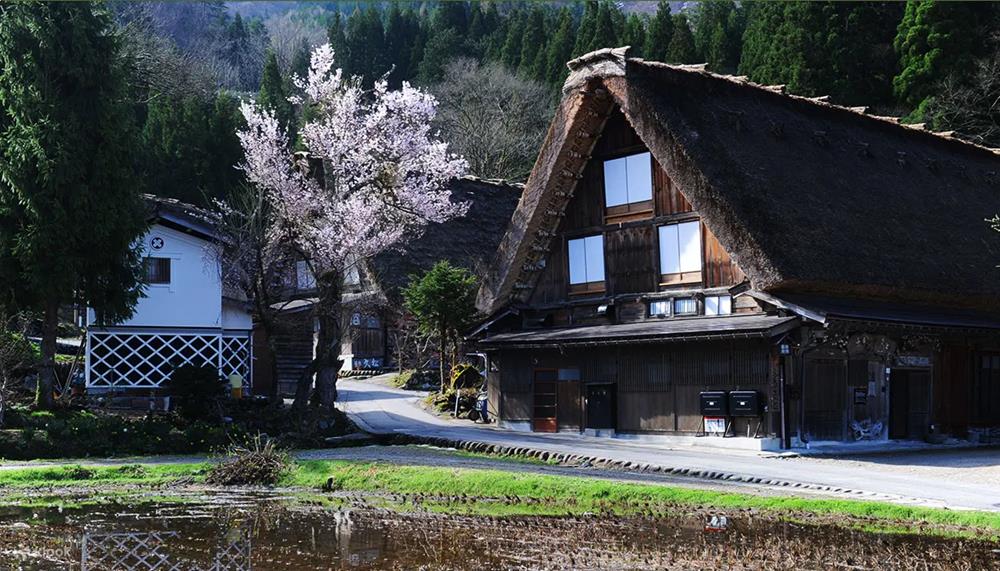 春之高山祭,高山市,白川鄉,