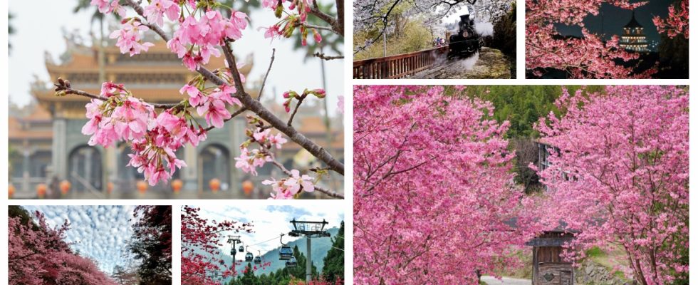 台灣櫻花季,賞櫻景點,櫻花盛開季節,櫻花季幾月,櫻花季時間,日本櫻花季時間,台灣櫻花幾月開,台灣賞櫻,賞櫻,台灣櫻花季,賞櫻秘境,台灣賞櫻,賞櫻景點中部,台灣櫻花幾月開,高雄賞櫻景點,櫻花預測,櫻花季,櫻花季台灣,北台灣賞櫻