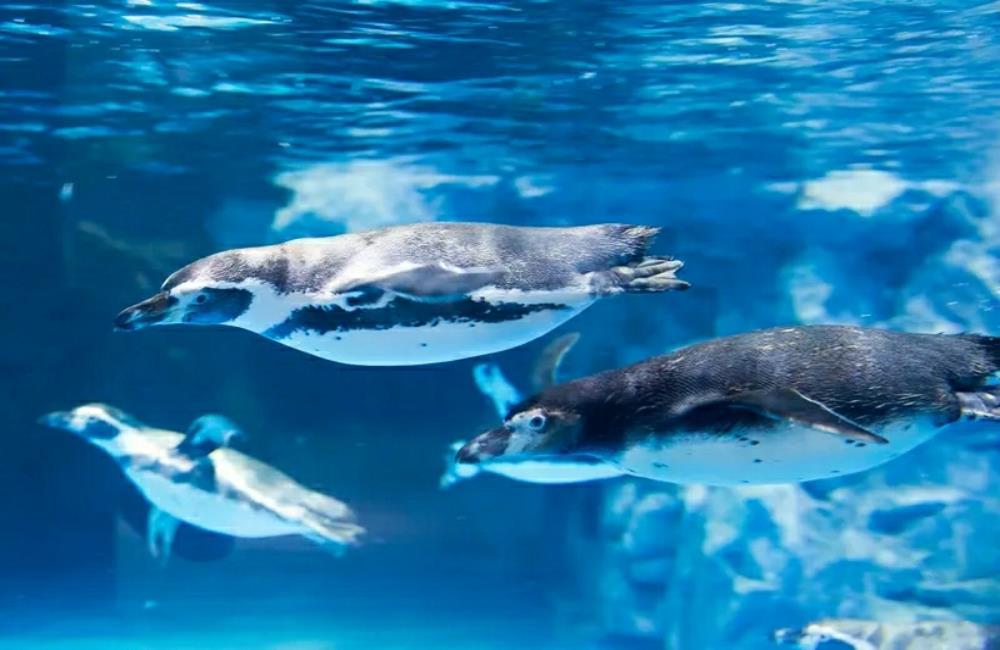 樂天世界水族館,樂天世界水族館門票,樂天世界,樂天世界門票,樂天世界介紹,樂天世界地圖,樂天世界攻略,樂天世界附近景點,樂天世界必玩,樂天世界快速通關,首爾,首爾自由行,首爾景點,首爾旅遊,韓國打卡景點,韓國景點推薦,首爾地鐵景點,首爾景點通行證,首爾樂天世界,韓國樂天